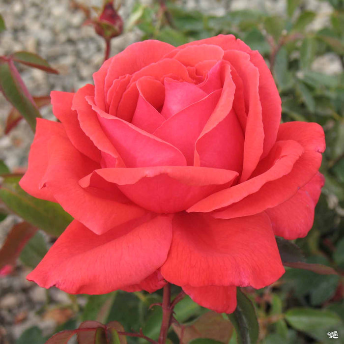 'Fragrant Cloud' Hybrid Tea Rose