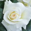 'Full Sail' Hybrid Tea Rose