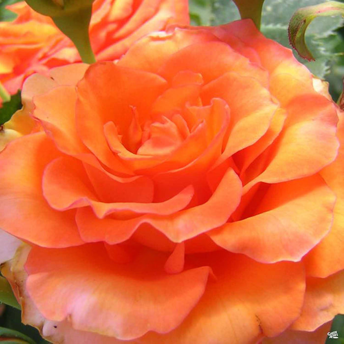 'Gingersnap' Rose
