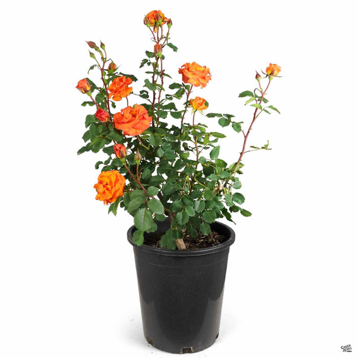 'Gingersnap' Rose 5 gallon