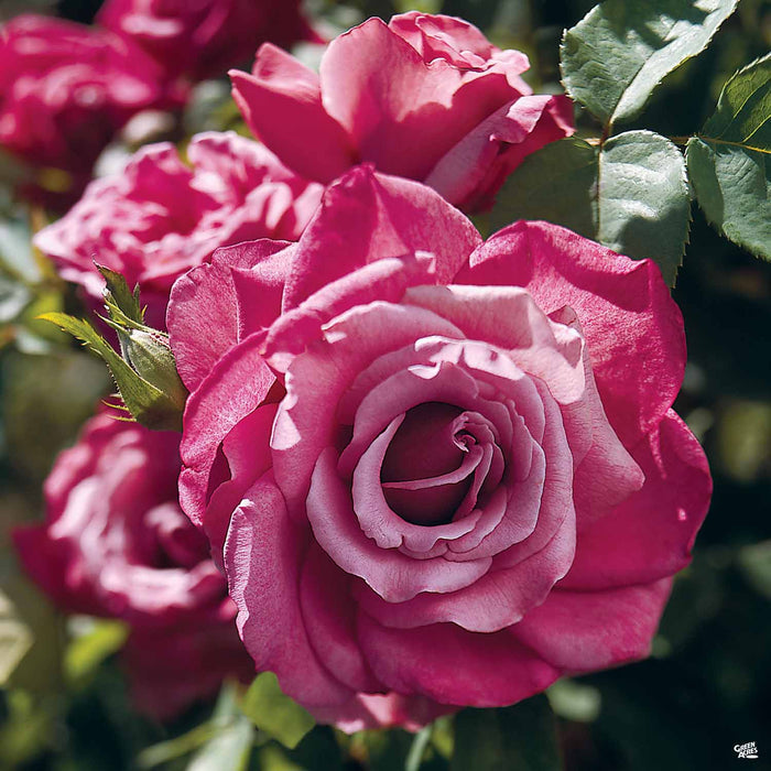 Heirloom Hybrid Tea Rose