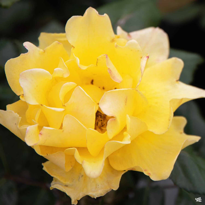 Henry Fonda Hybrid Tea Rose