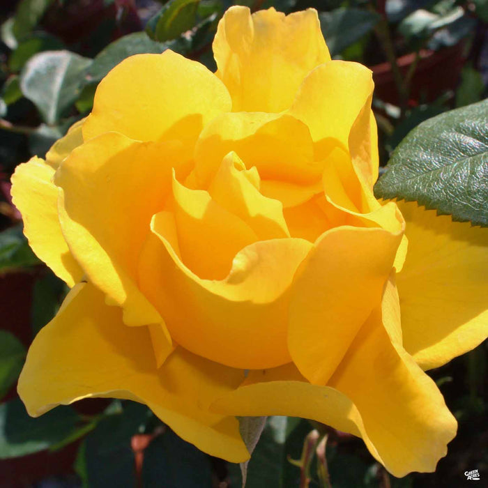 Henry Fonda Hybrid Tea Rose