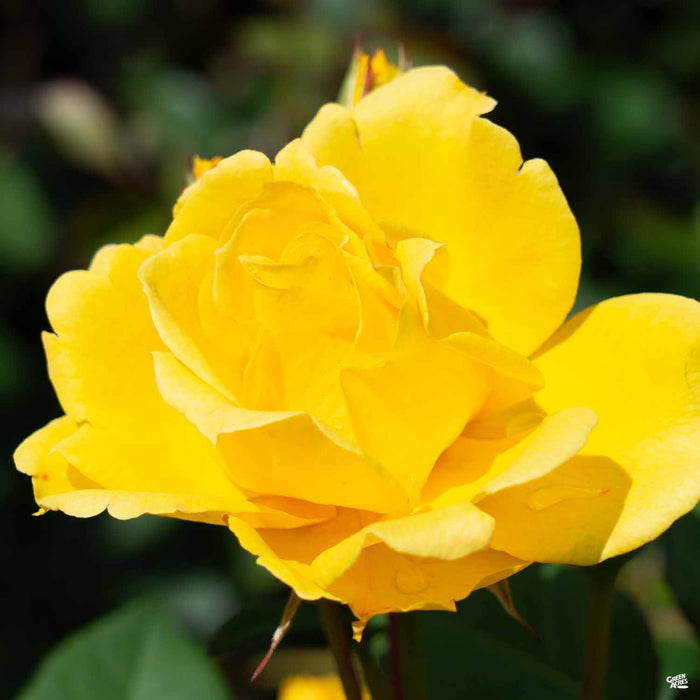 Henry Fonda Hybrid Tea Rose