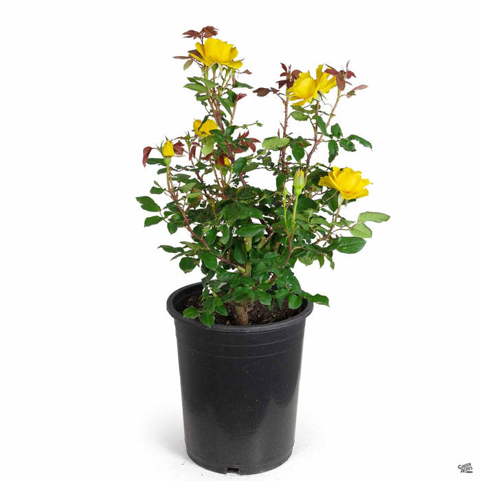 Henry Fonda Hybrid Tea Rose 5 gallon