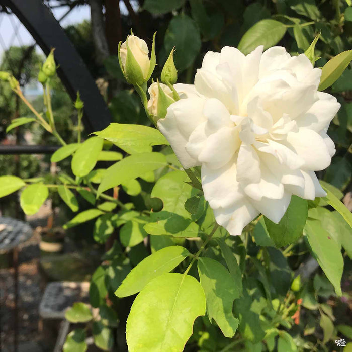 'Iceberg' Rose