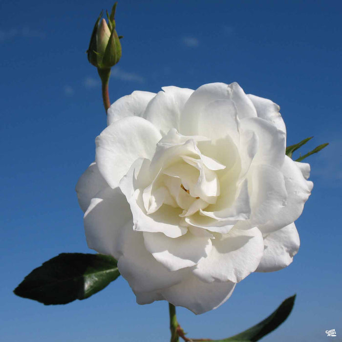 'Iceberg' Rose