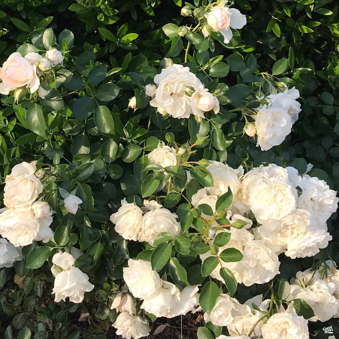 'Iceberg' Rose