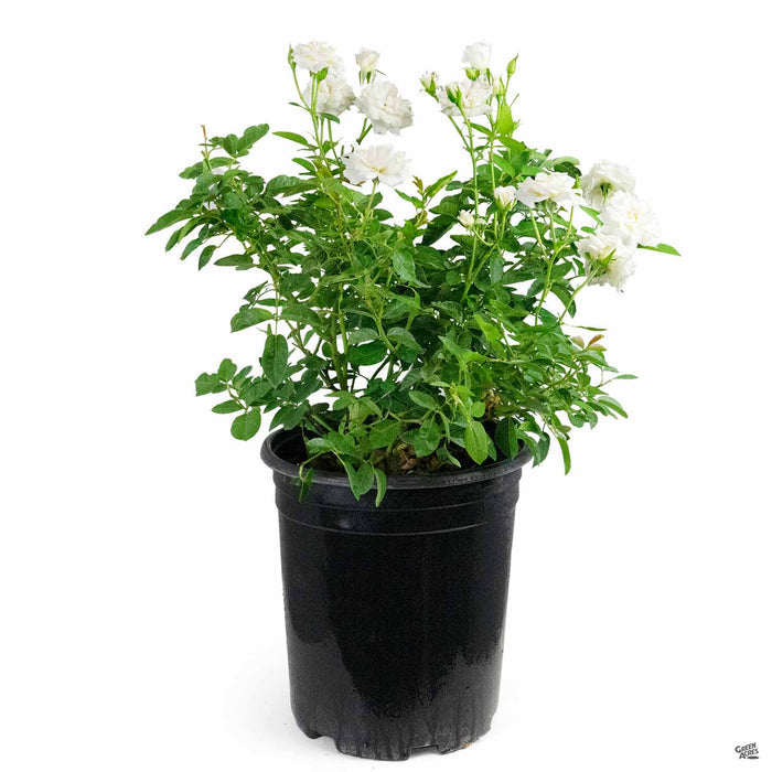 'Iceberg' Rose 5 gallon