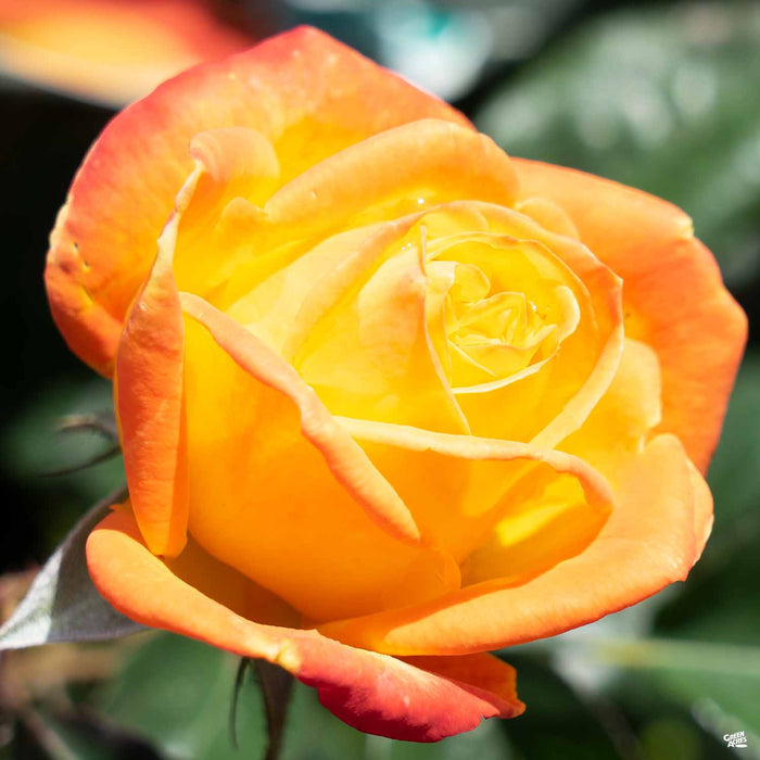 'Judy Garland' Rose