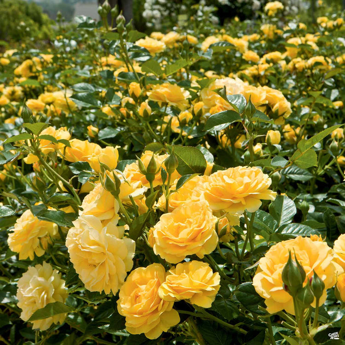 'Julia Child' Rose