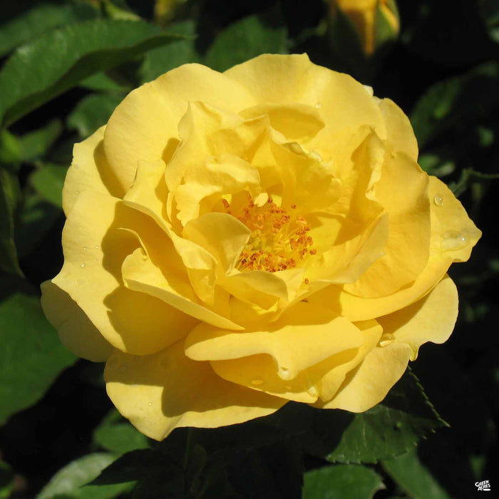 'Julia Child' Rose