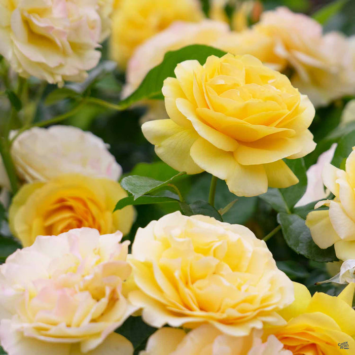 'Julia Child' Rose