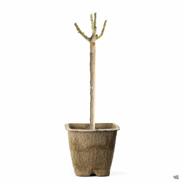 'Julia Child' Rose 24 inch patio tree