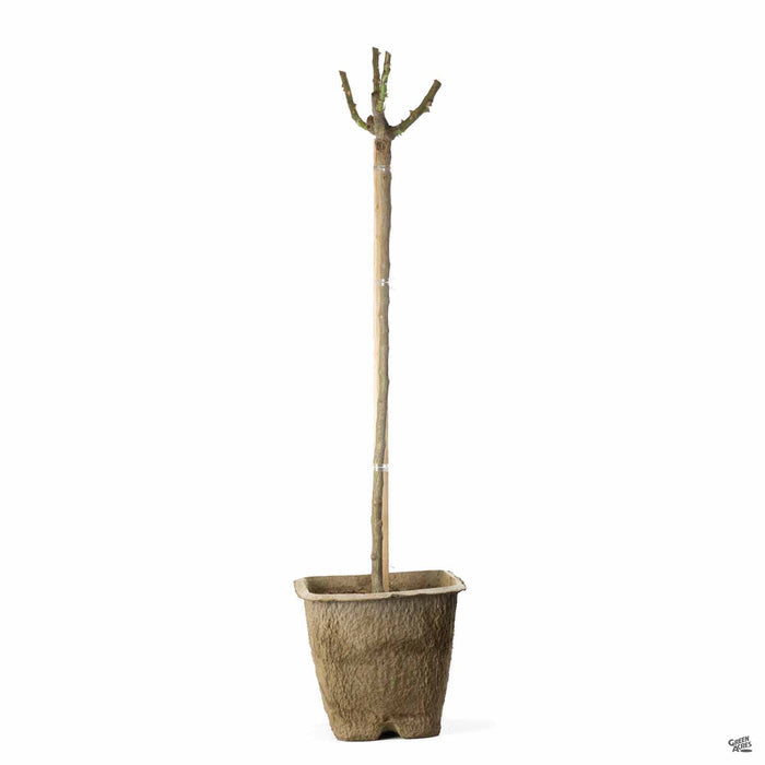 36 inch Patio Rose Tree