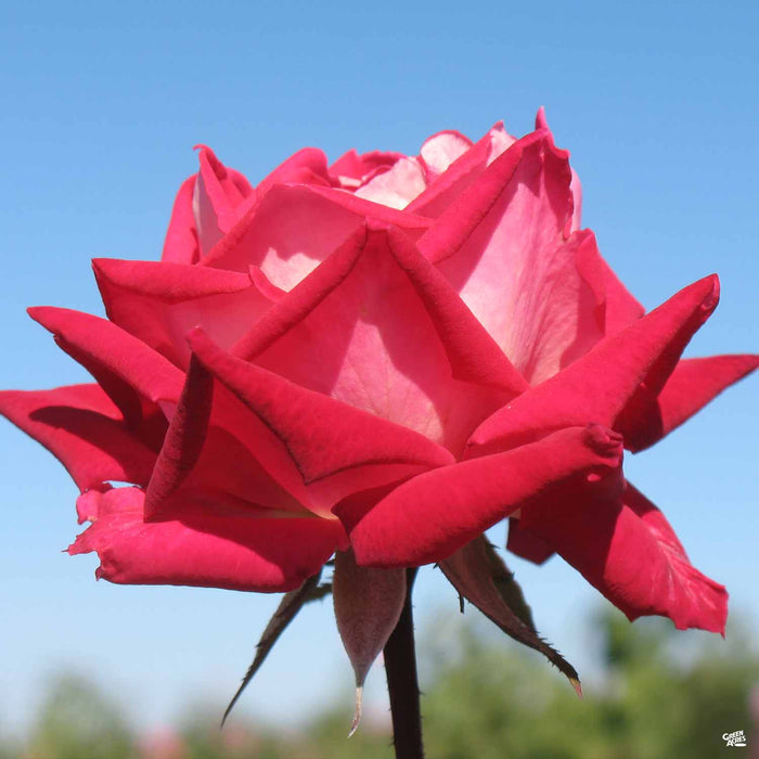 Love Rose