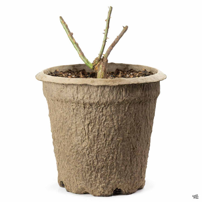 Love Rose 10 inch fiber pot