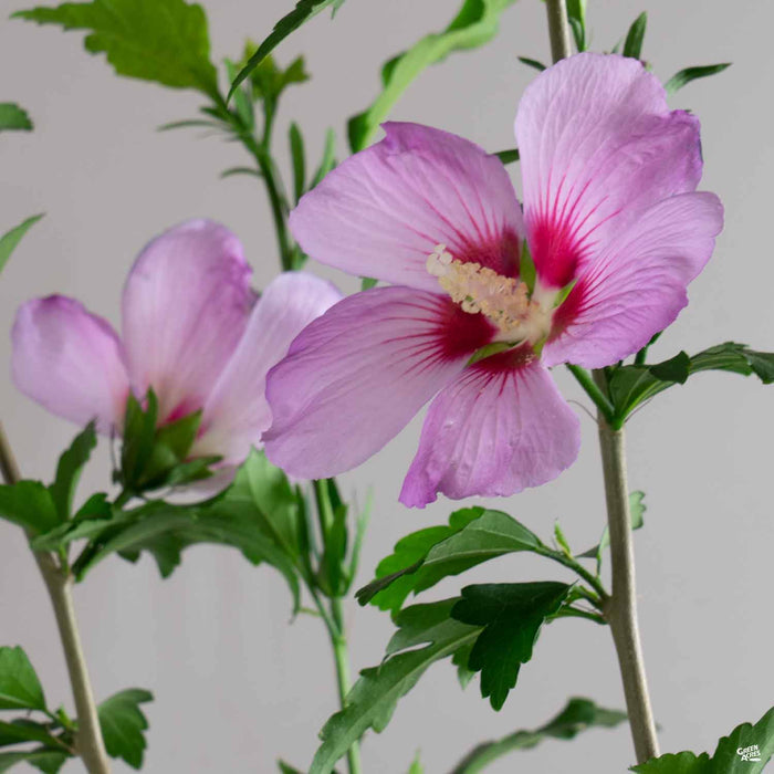 Rose of Sharon 'Aphrodite'