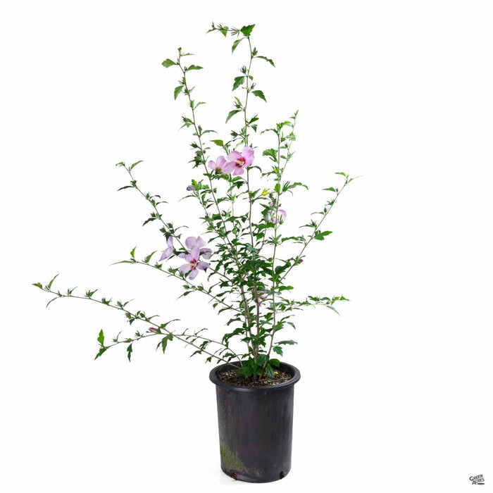 Rose of Sharon 'Aphrodite' 5 gallon