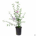 Rose of Sharon 'Aphrodite' 5 gallon