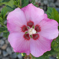 Rose of Sharon 'Minerva'