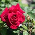 'Oklahoma' Hybrid Tea Rose