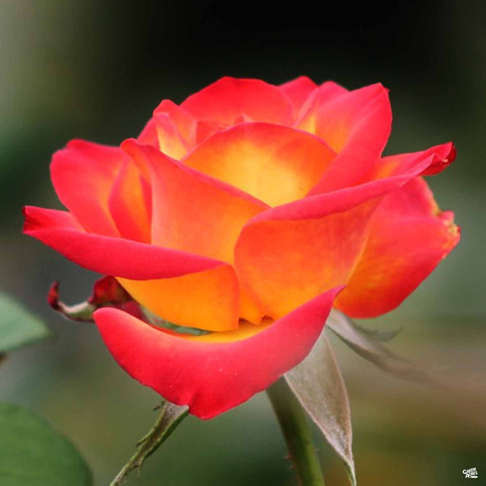 'Perfect Moment' Hybrid Tea Rose