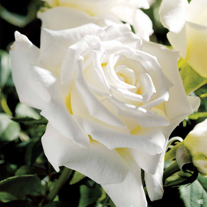 'Pope John Paul II' Hybrid Tea Rose