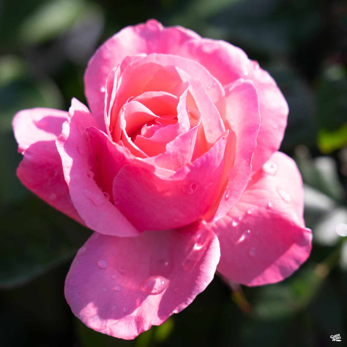 'Queen Elizabeth' Rose