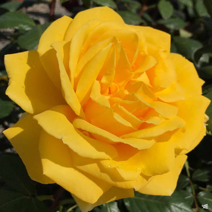 Rose Radiant Perfume