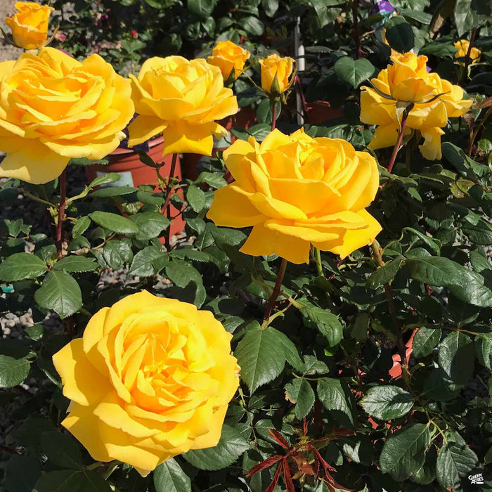 Rose Radiant Perfume
