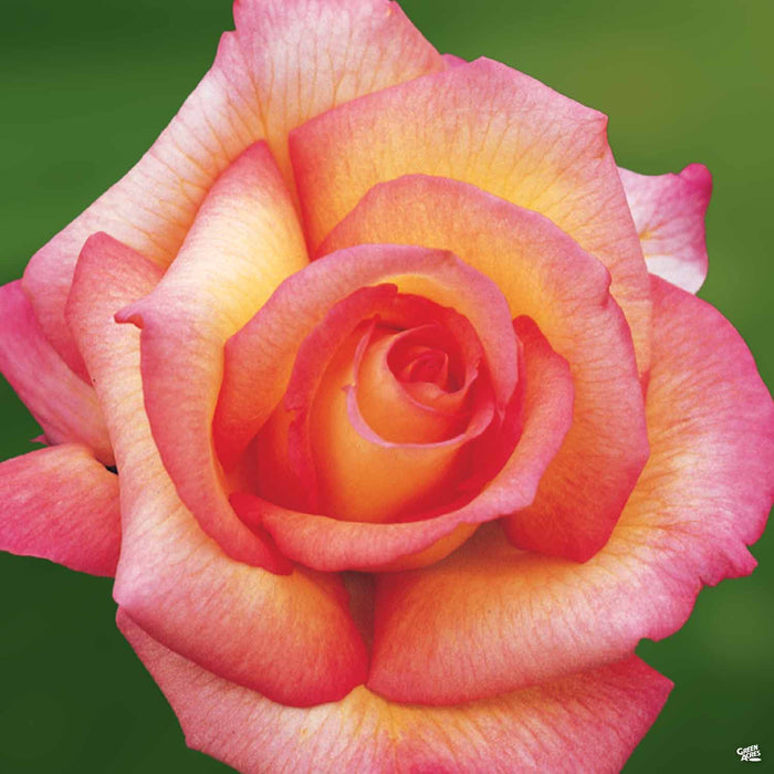 'Sheila's Perfume' Rose