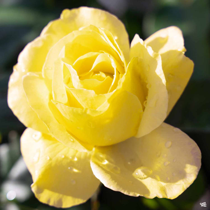 'St. Patrick' Hybrid Tea Rose