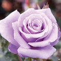 'Sterling Silver' Rose