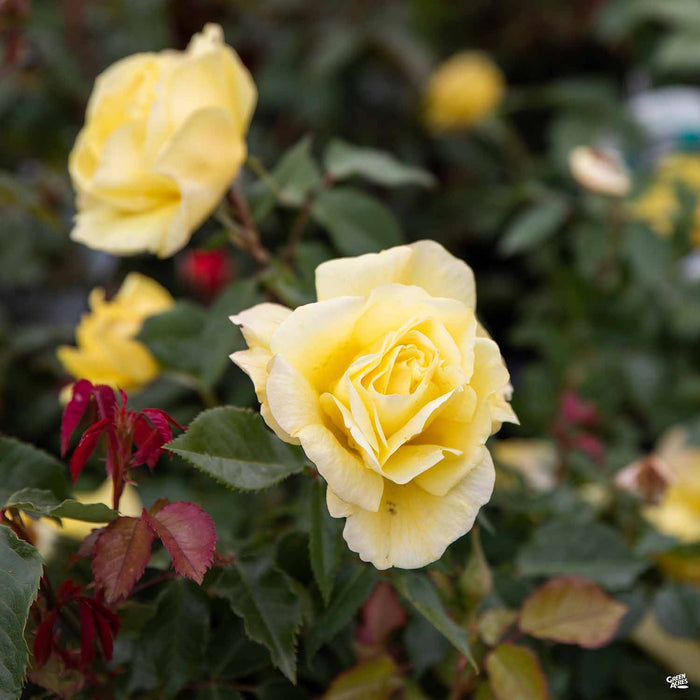 Sunsprite Rose