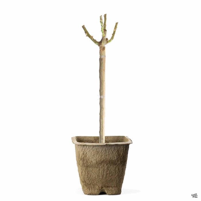 Bareroot Sunsprite 24 inch Patio Rose Tree
