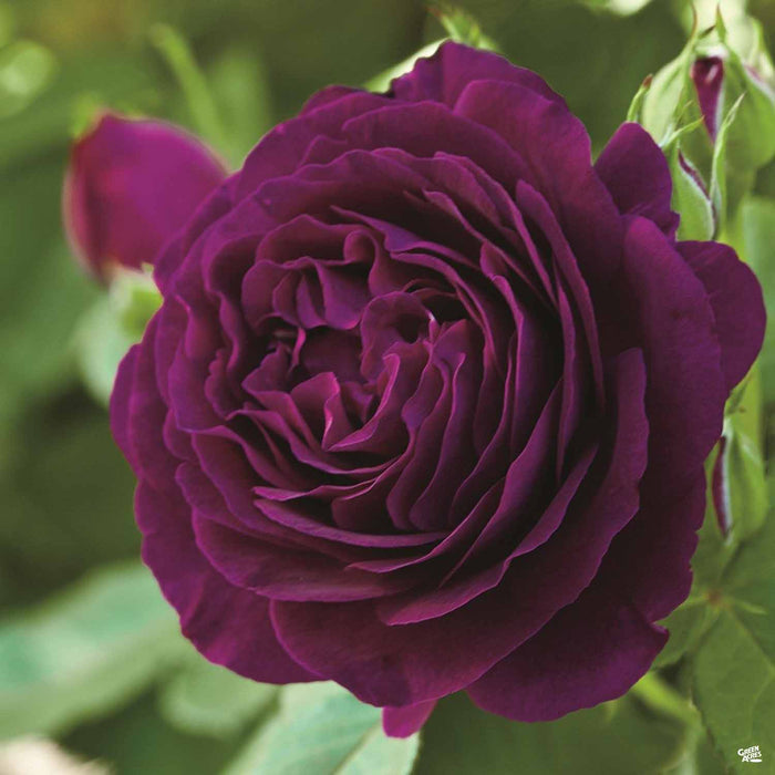 Rose 'Twilight Zone'