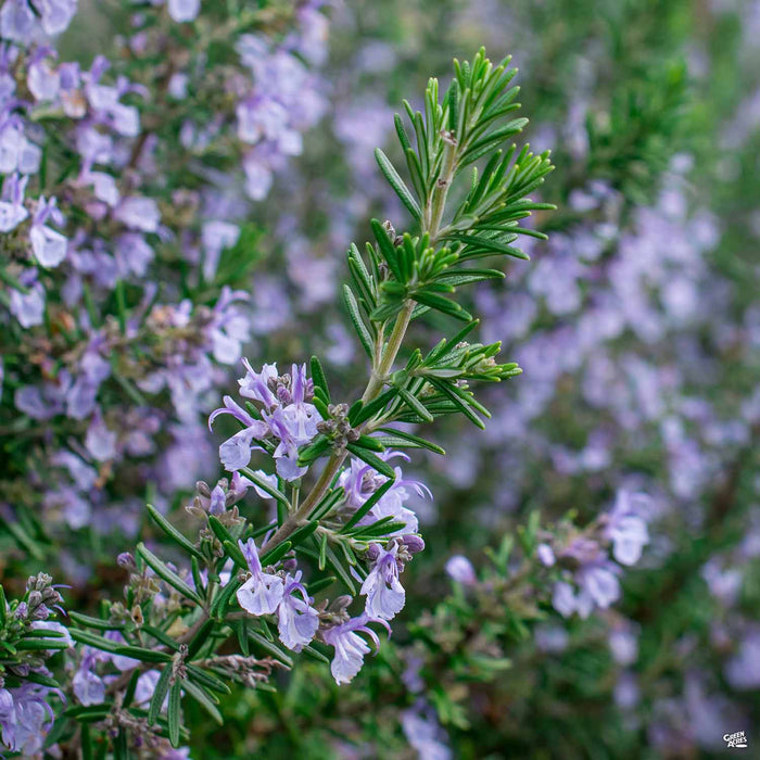 Tuscan Blue Rosemary