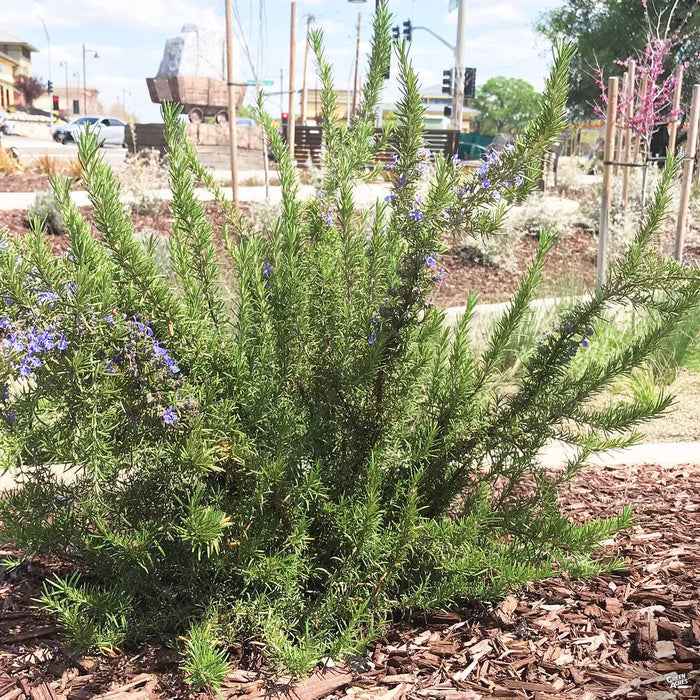 Tuscan Blue Rosemary