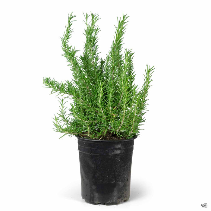 Tuscan Blue Rosemary 1 gallon