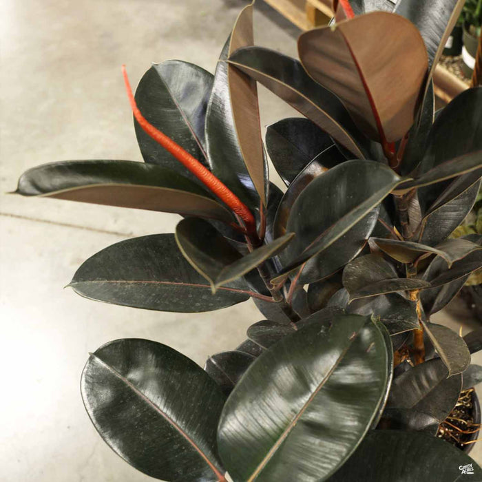 Burgundy Rubber Plant