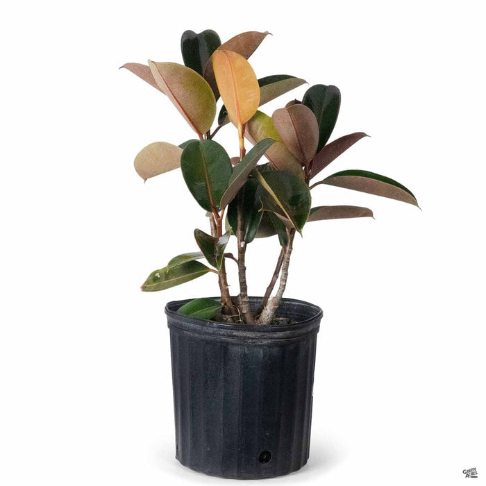 Burgundy Rubber Plant 10 inch