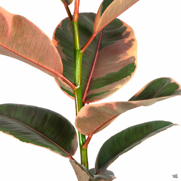 Rubber Plant 'Ruby'