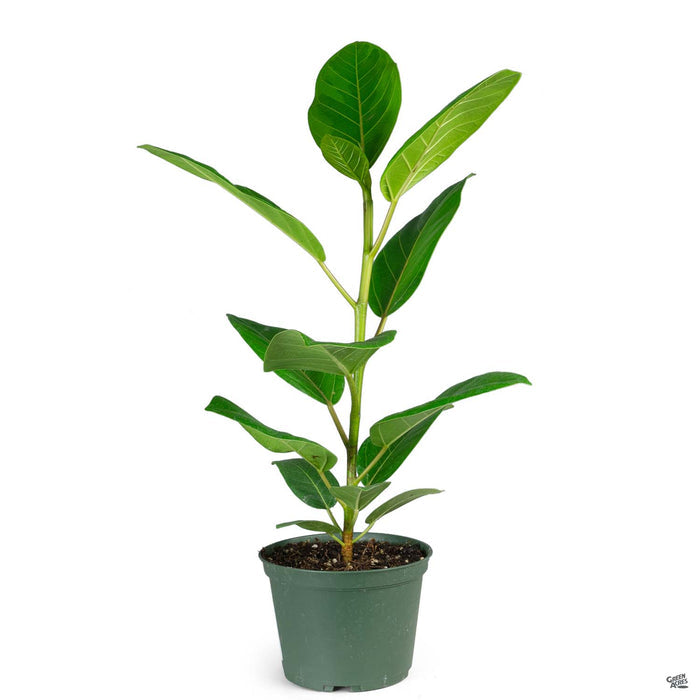 Rubber Plant 'Yellow Gem' 6 inch