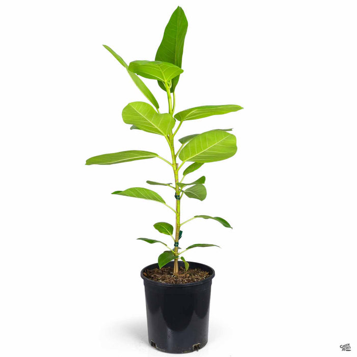 Rubber Plant Yellow Gem 8 inch
