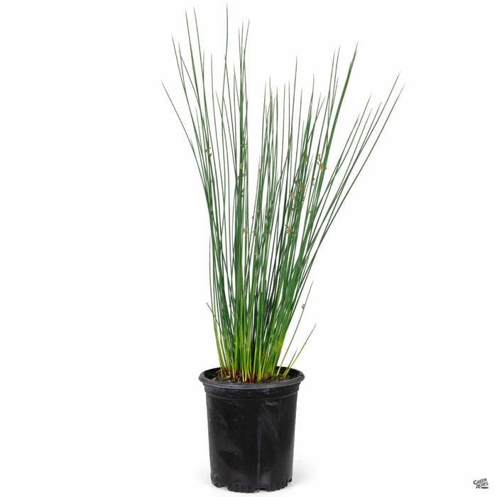 Elk Blue California Gray Rush 1 gallon