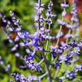 Blue Spire Russian Sage