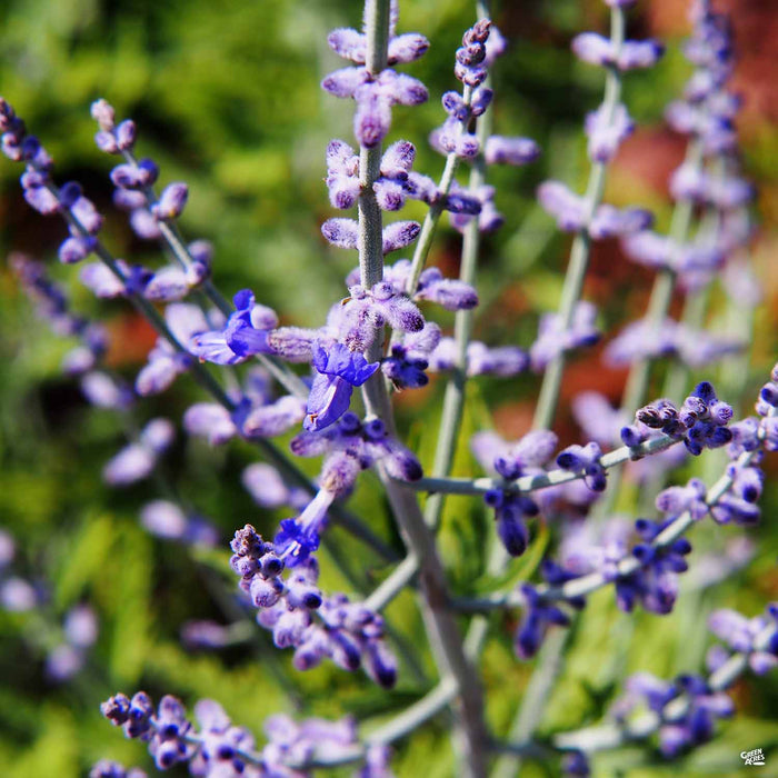Blue Spire Russian Sage