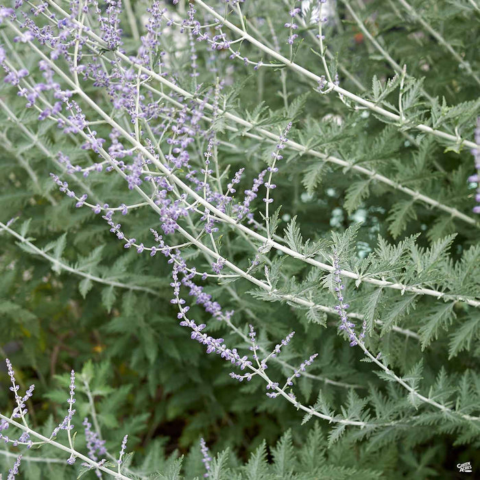 Little Spire Russian Sage