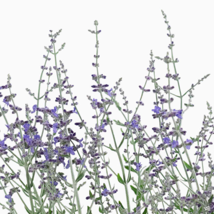Russian Sage 'Little Spire' blossom
